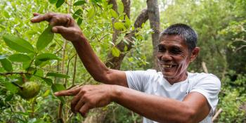 Man pointing to mangrove