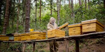 Beekeeper with hives