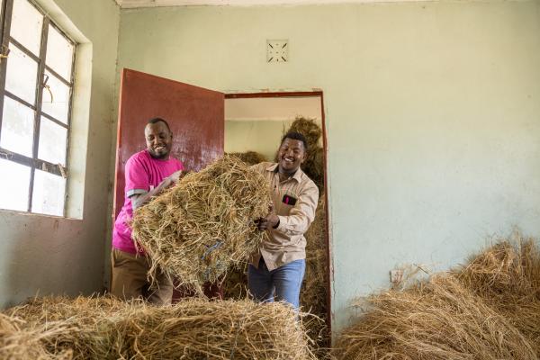 Volunteer helps lift hay